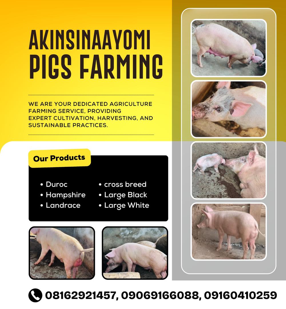 Meet Akinsinaayomi Pigs Farming: Quality Livestock, Trusted Agriculture